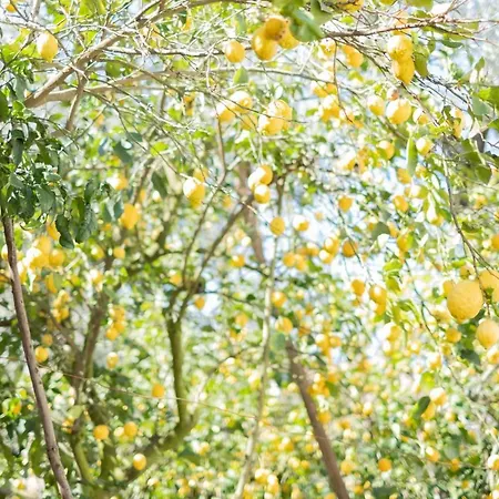 Mediterranean House ソレント